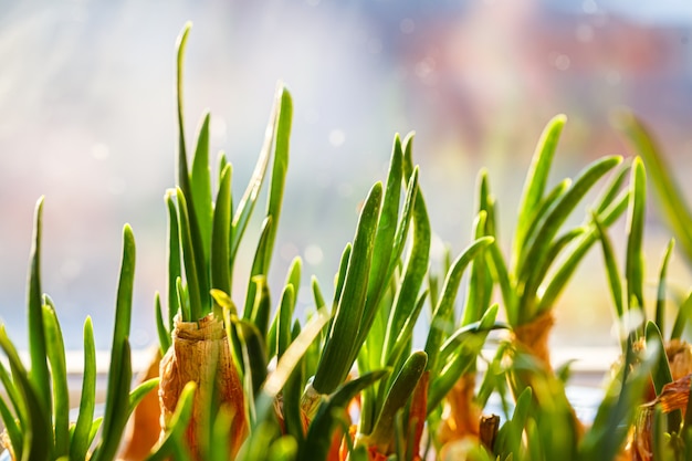 A garden of young onion on a window sill.Growing onions on the windowsill. Fresh green onions at home Indoor gardening growing spring onions in flower pot on window sill. Fresh sprouts of green onion