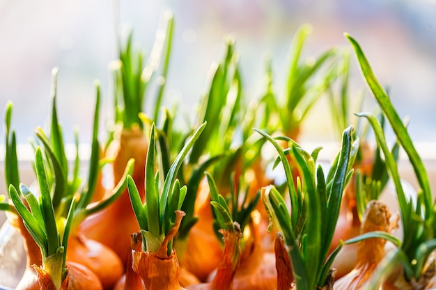 A garden of young onion on a window sill.Growing onions on the windowsill.