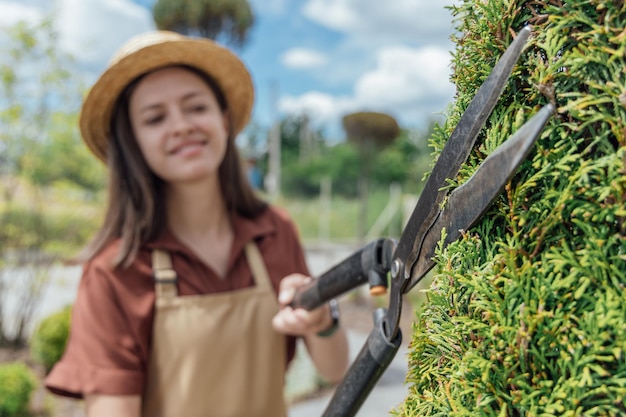 The gardener carries out topiary pruning of thuja