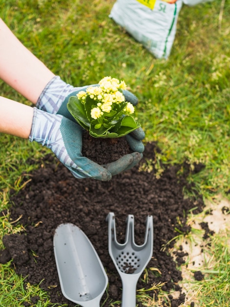 Gardener carrying seedlings to be planted in soil