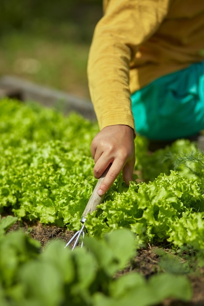 Gardener child hands in the garden with lettuce plantings in the backyard