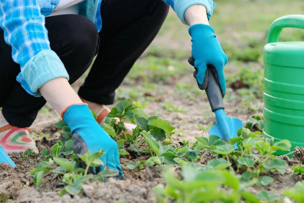 Gardener cultivates soil with hand tools, spring gardening