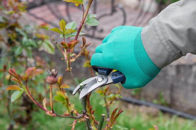 Gardener cutting the branch of rose at the spring