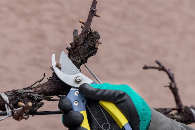 Gardener cutting the branch of vine at the spring Agriculture concept