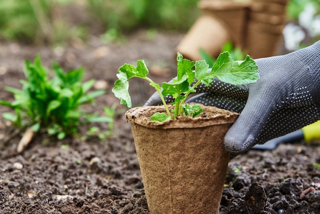 Gardener in gloves planting agricultural plant in pot in backyard garden spring garden work