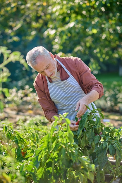 Gardener. Gray-haired man looking busy while working in the garden