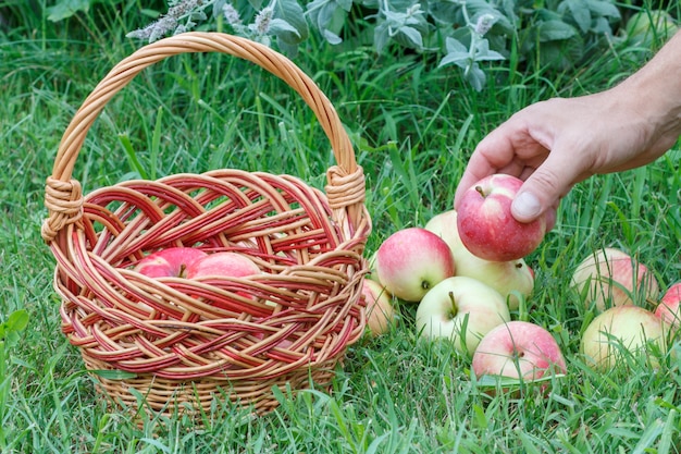 Gardener hand putting an apple in the wicker basket with ripe ones. Just harvested fruits.