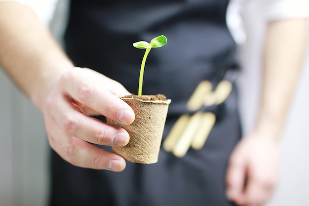 Gardener hand sprout in palms