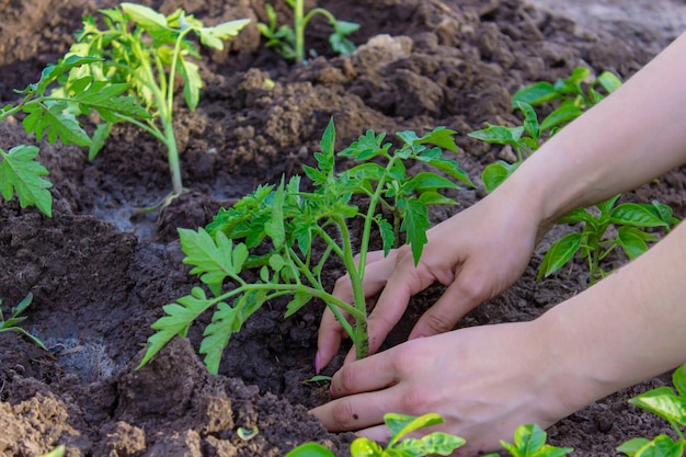 Gardener hands planting tomato seedling in ground