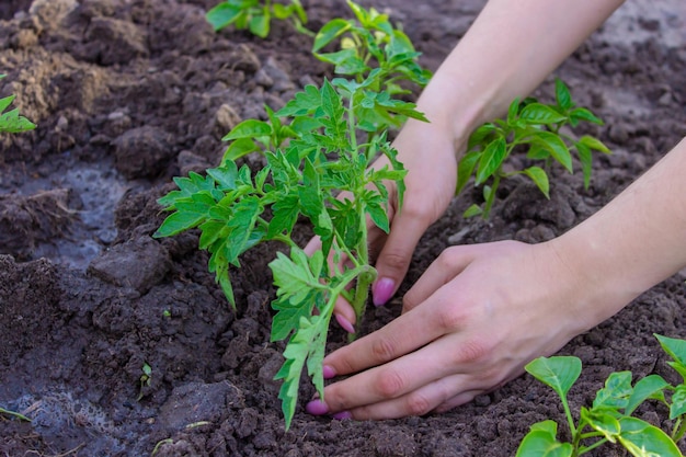 Gardener hands planting tomato seedling in ground