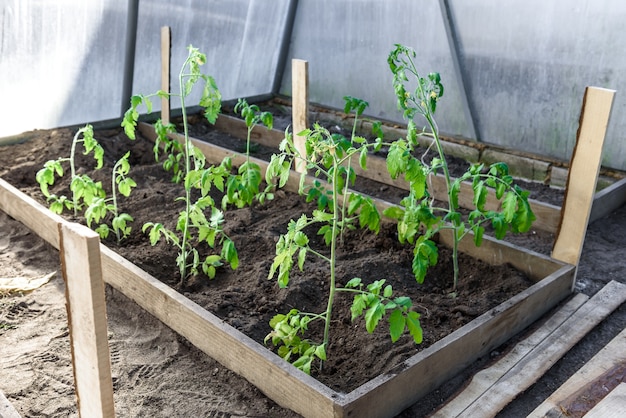 Gardener hands planting a tomatoes seedling in soil.