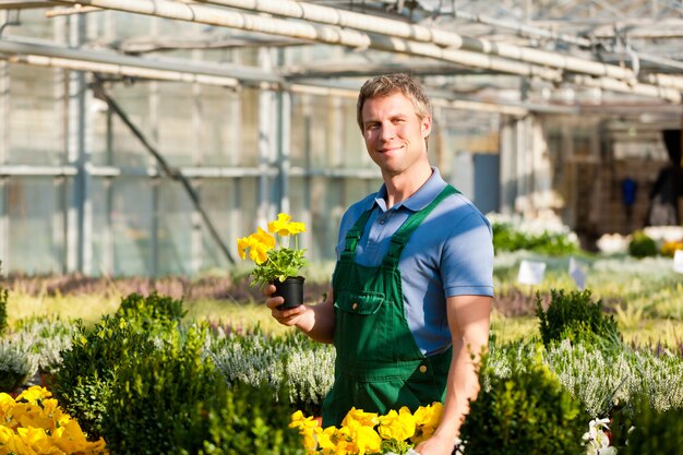 Gardener in his greenhouse with flowers