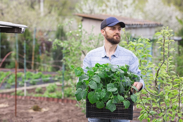 The gardener hold the cucumber seedlings in a box