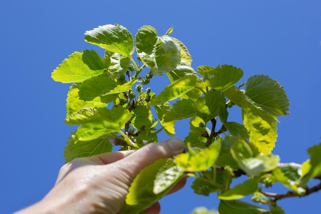 The gardener holds up a branch of green mulberry fruit Growing mulberry berries in the garden