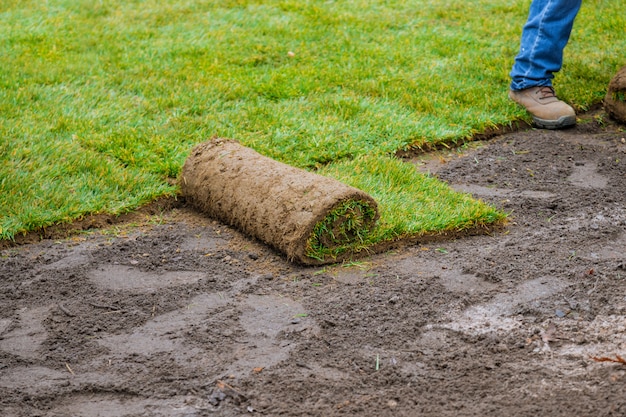 Gardener installing natural grass turf professional installer beautiful lawn field.