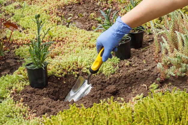 Gardener is planting cloves in a ground on a garden bed