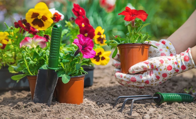 The gardener is planting a flower garden. Selective focus.