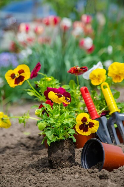 The gardener is planting flowers in the garden Selective focus nature