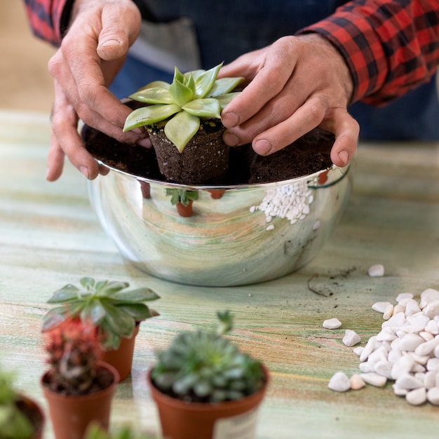 Photo gardener making, planting terrariums with succulents, cactuses