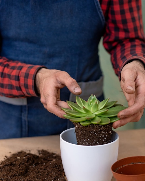 Gardener making, planting terrariums with succulents, cactuses