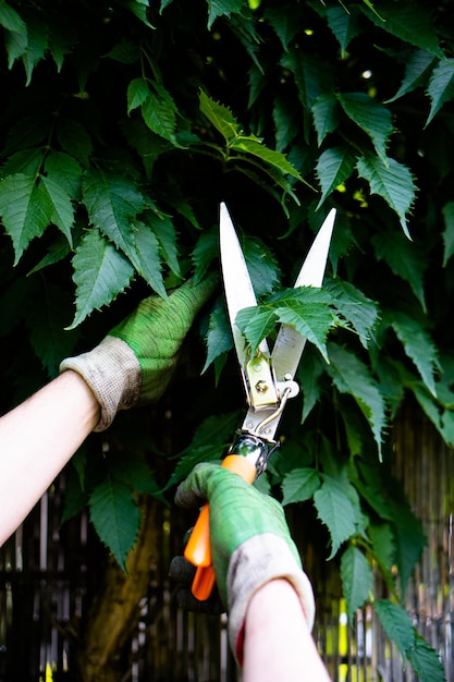 Gardener man's hands in gloves pruning grapes