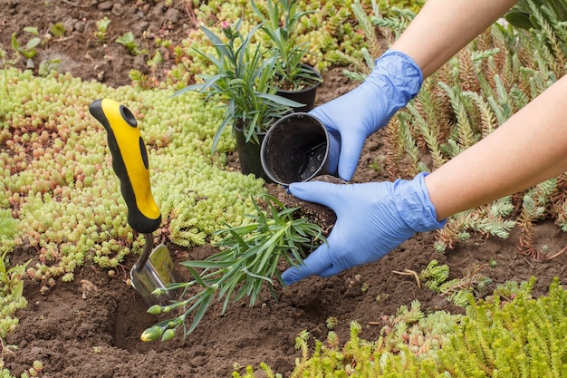 gardener in nitrile gloves is planting clove flowers on a garden bed using a small shovel.