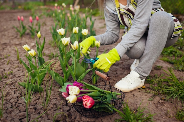 Gardener picking white tulips in spring garden Woman cuts flowers off with secateurs picking them in basket