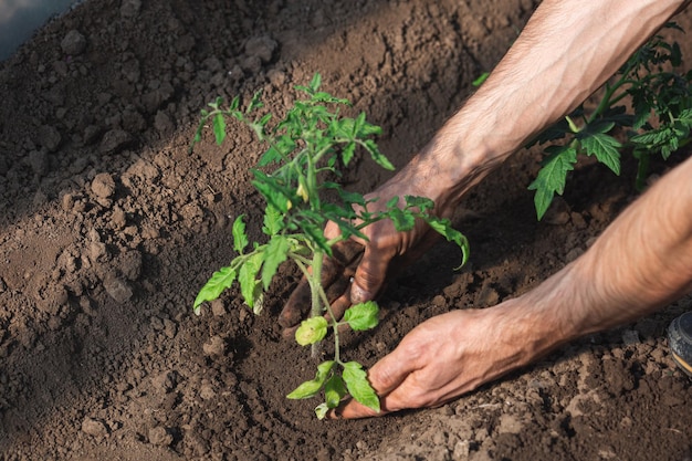 The gardener plants tomato seedlings in the greenhouse