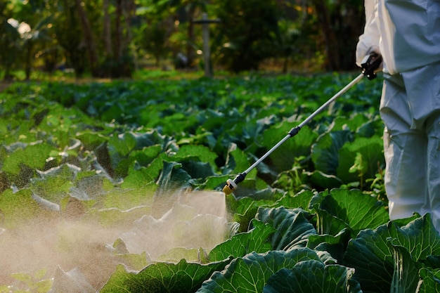 Gardener in a protective suit spray Insecticide and chemistry on cabbage vegetable plant