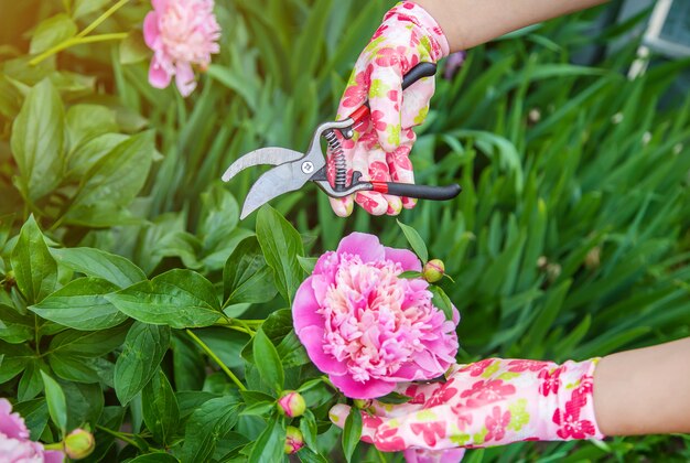 Photo gardener pruning flowers peonies pruners.