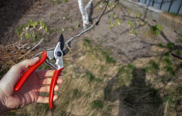 Gardener pruning fruit trees with pruning shears