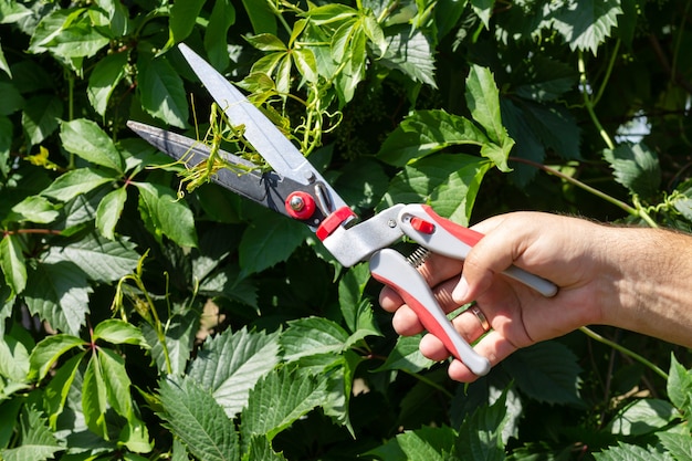 Gardener pruning green ivy branches with secateur or pruner in garden. Gardening tool and season works concept