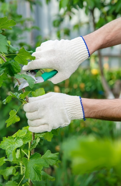 Gardener pruning shears bushes. Garden.