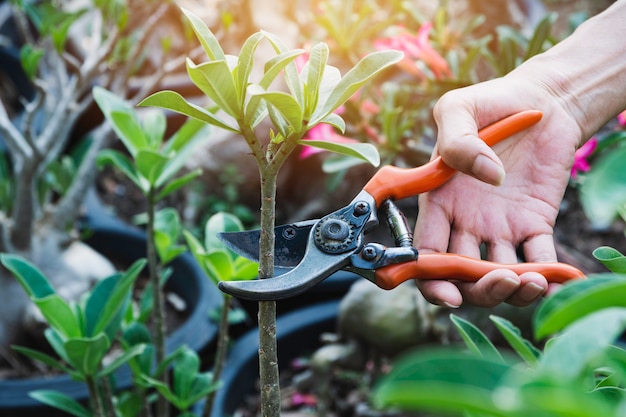 Gardener pruning trees with pruning shears on nature.