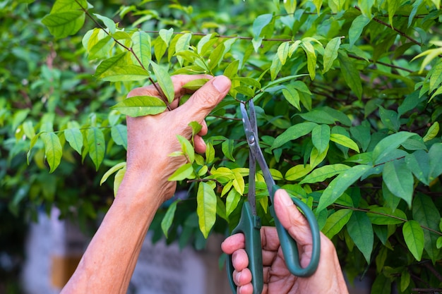 Gardener pruning trees with scissors