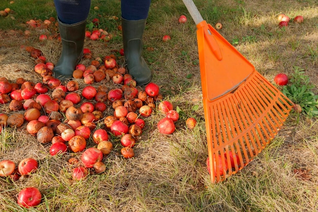 The gardener removes the crumbling spoiled apples in the garden with a rake The concept of autumn