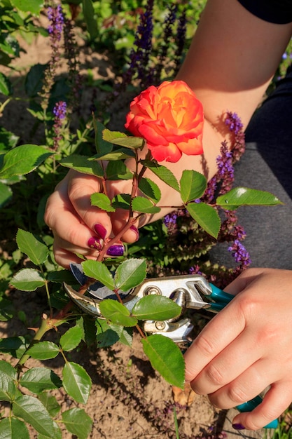 The gardener's female hands cut a flowering rose from a bush pruning and cutting roses