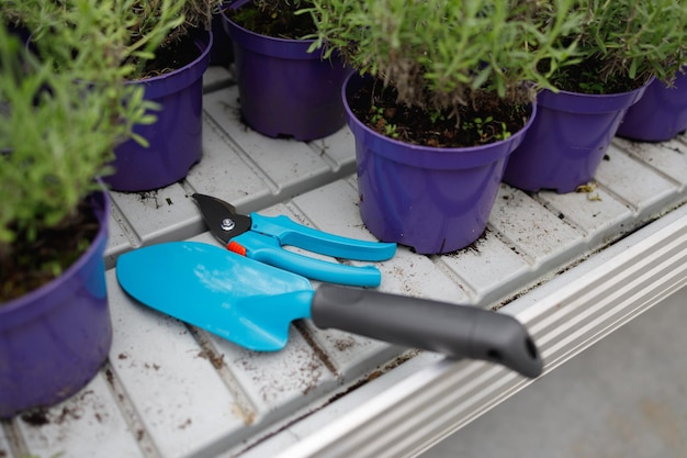 Gardener's tools lying on a shelf with pots of lavender seedlings