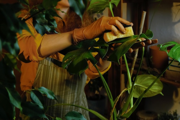 Gardener takes care of monstera houseplant