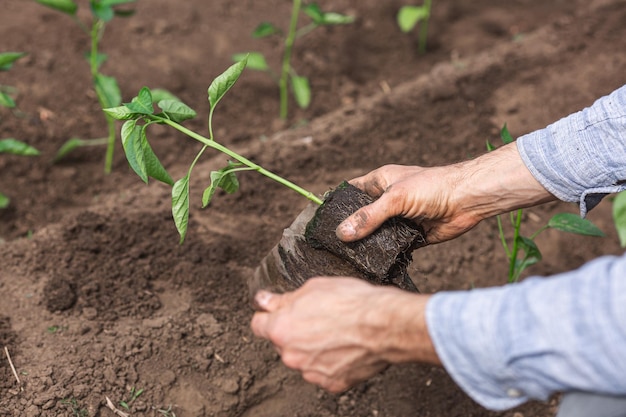 The gardener takes out pepper seedling from pot for planting in the ground