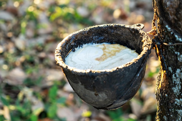 Photo gardener tapping latex rubber tree rubber latex extracted from rubber tree