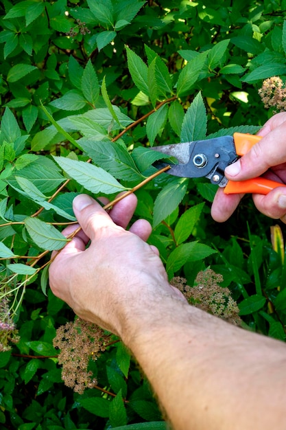 Gardener Trimming Plants Using Garden Scissors. Spring Time Backyard Garden Plants Maintenance.