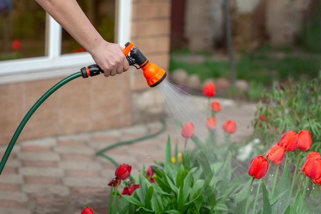 Gardener watering flowers with hose in the garden. Sparkling water spraying out of sprinkler on the red tulips. Summer gardening.