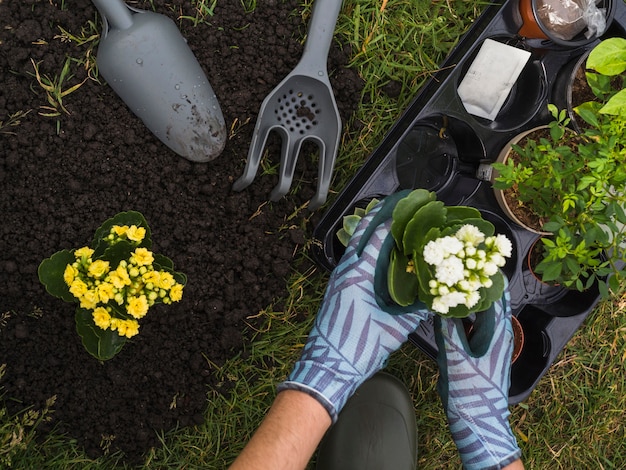 Gardener wearing gloves holding saplings to plant in garden