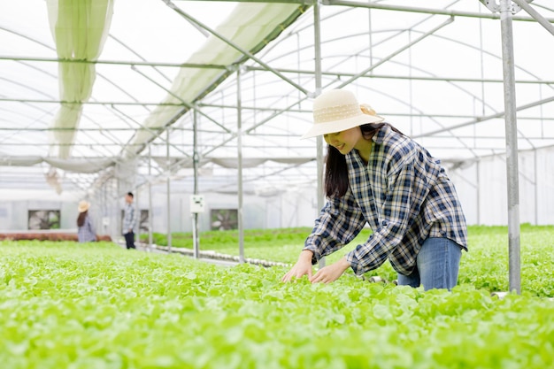 Gardener woman collecting organic vegetables harvested from Hydroponics in vegetable farms for export to the market. Woman farmer inspecting the quality of organic vegetables grown using hydroponics.