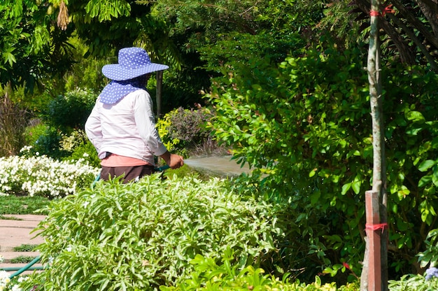 Gardener woman holds the sprinkler hose for plants watering the flowers garden outdoor