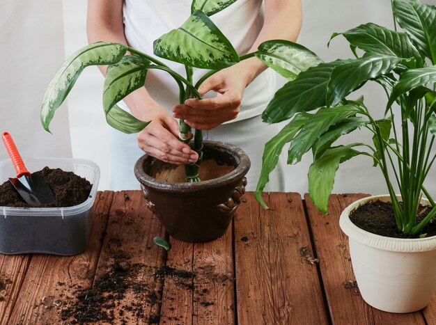 gardener woman transplanting spathiphyllum crassula perfoliata in plastic pots on a brown wooden