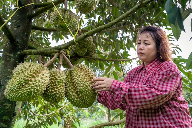 Gardeners are checking the durian on the durian tree that is ready to be sold.