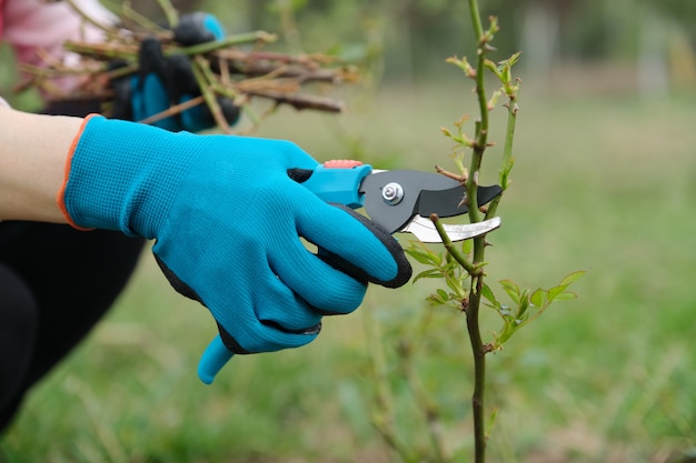 Gardeners hand in protective gloves with garden pruner