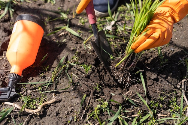 Gardeners hands planting and picking vegetable from backyard garden. Gardener in gloves prepares the soil for seedling.